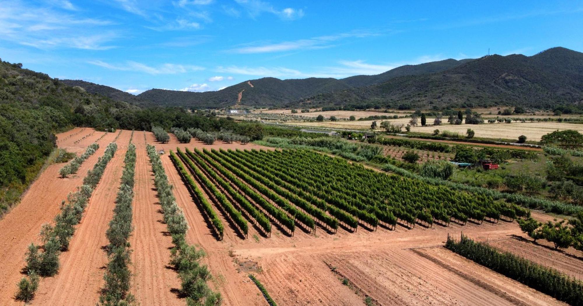 Agriturismo La Sassicaia Castiglione della Pescaia Eksteriør bilde