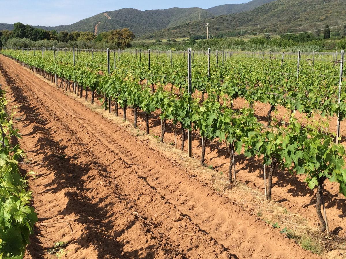 Agriturismo La Sassicaia Castiglione della Pescaia Eksteriør bilde